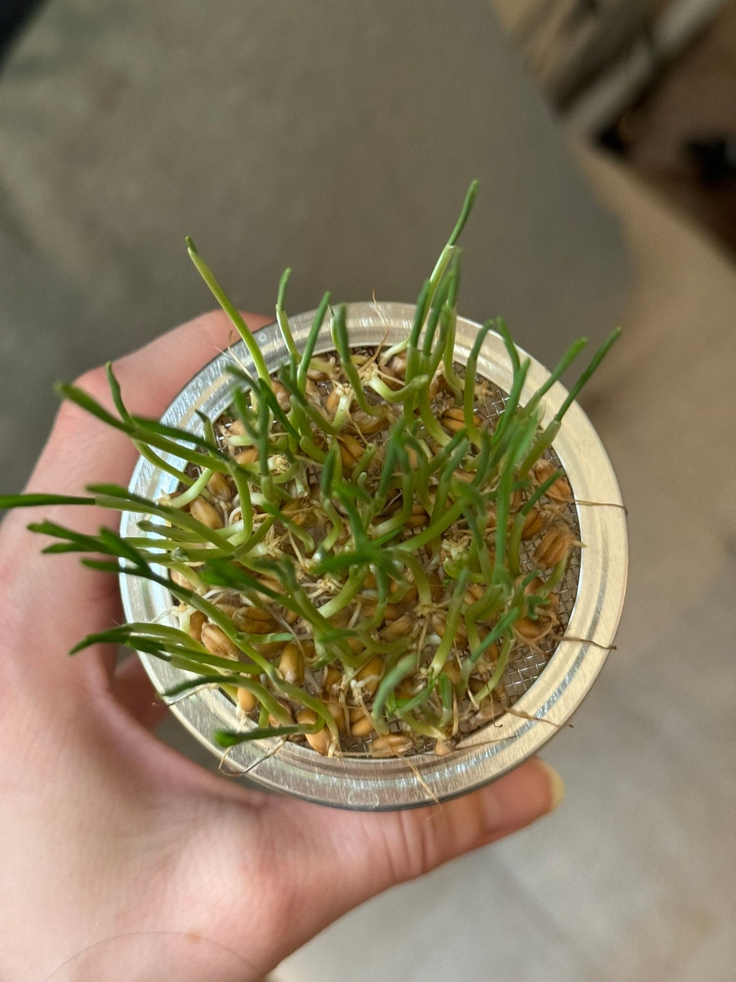 The Mason Wheatgrass Grow Kit