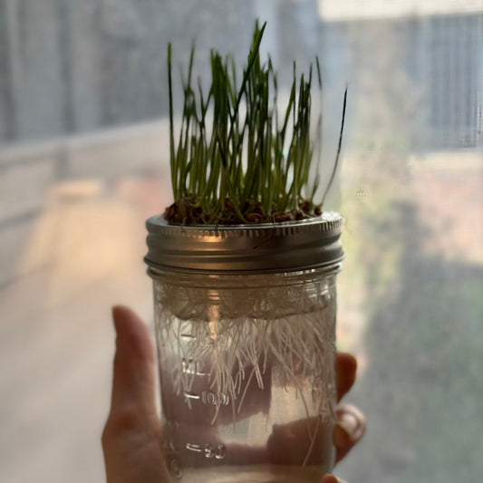 The Mason Wheatgrass Grow Kit