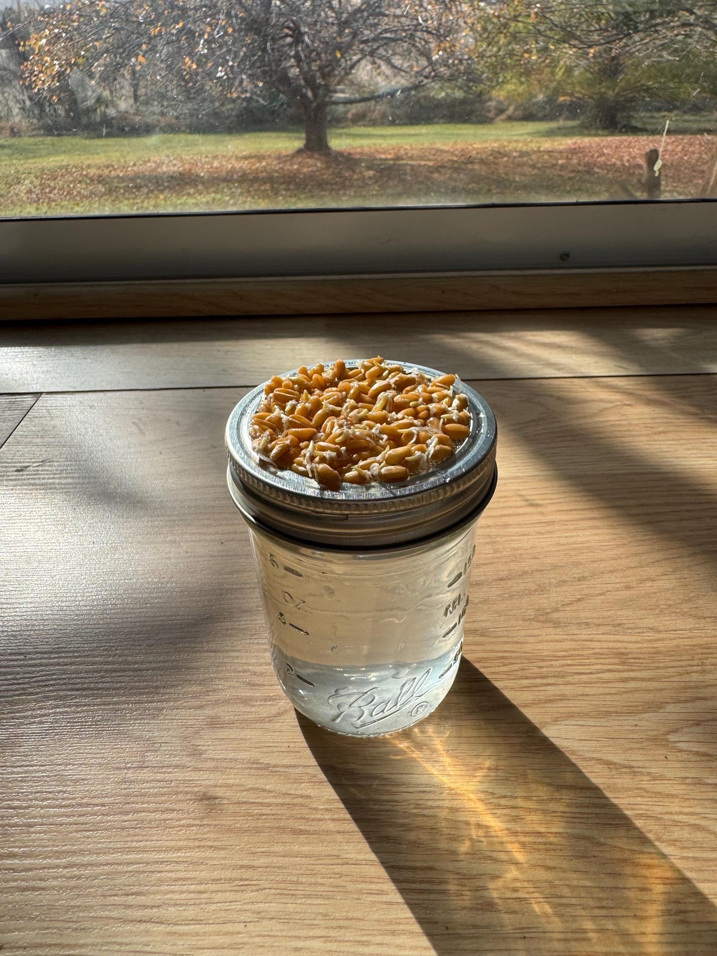 The Mason Wheatgrass Grow Kit