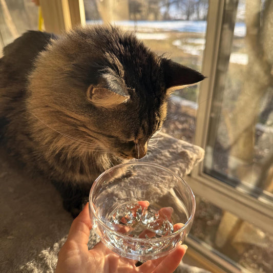 The Bubble Glass Cat Bowl