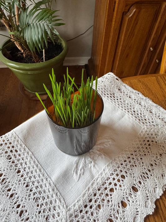 The Cat Wheatgrass Grow Kit