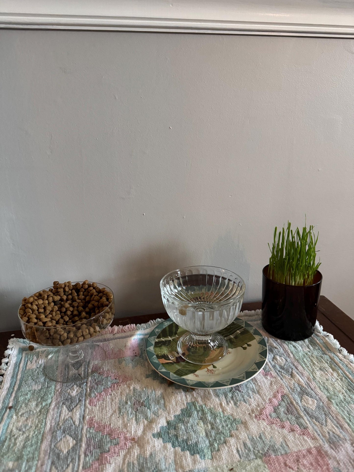 The Cat Wheatgrass Grow Kit