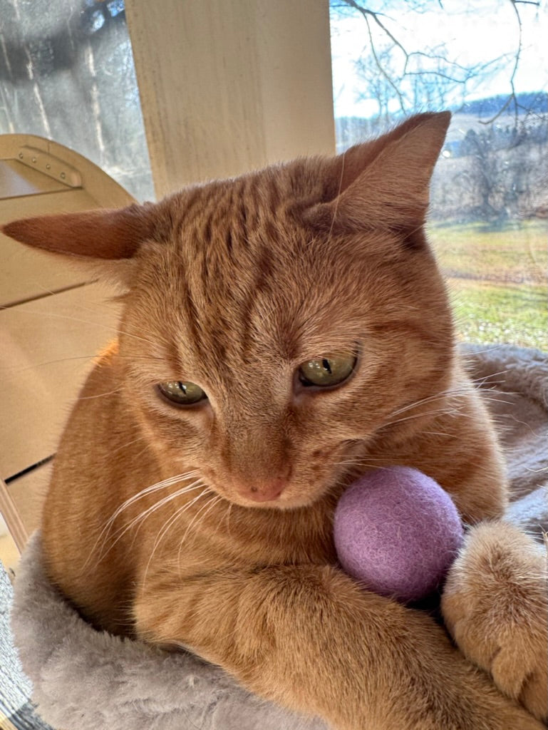 The Orange Wool Cat Balls (4 Pack)