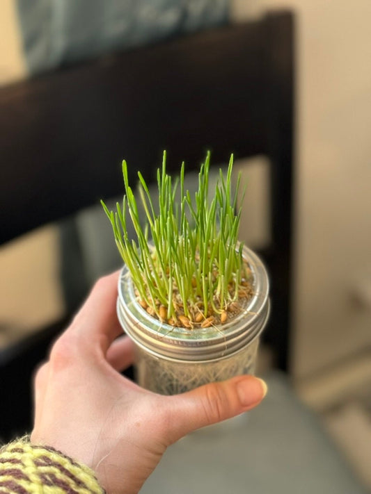Wheatgrass Grow Kit with Seed Packet - Eco-Friendly, Plastic-Free, Easy Indoor Growing for Cats, Pets, and Healthy Lifestyles