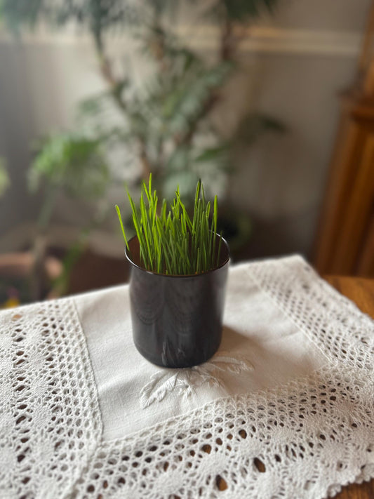 Cat Wheatgrass Grow Kit | USA-Made Glass Pot | Easy Grow with Coconut Coir | Healthy Cat Grass | Eco-Friendly Pet Gift